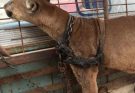 Circus lion was locked up for 20 long years, now watch his reaction when he’s released