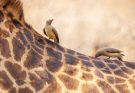 This giraffe left photographer speechless, then sad truth is revealed