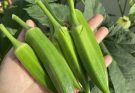Why Okra May Support Health, According to Experts